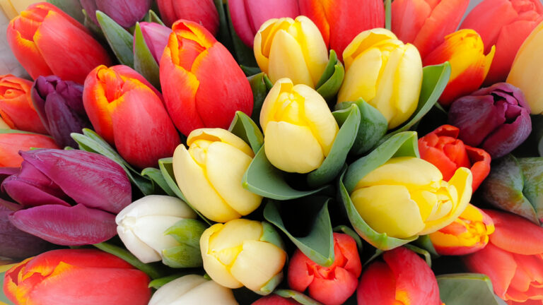 India warns cryptos are the new tulips; Kenya weighs digital currency; Crypto moves