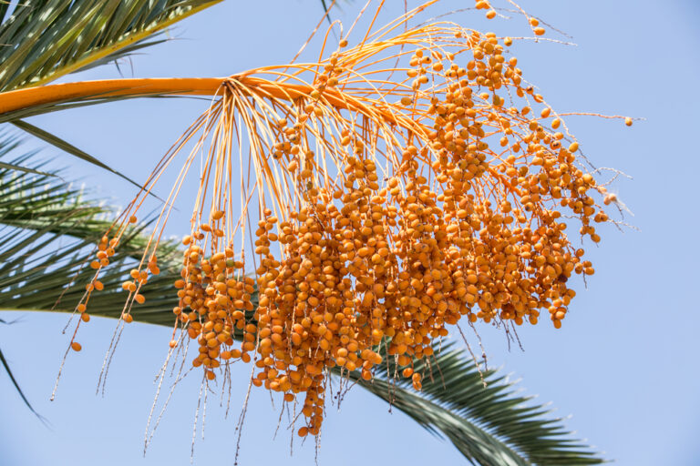 Oman Investment Authority,  US firm join forces to advance food output