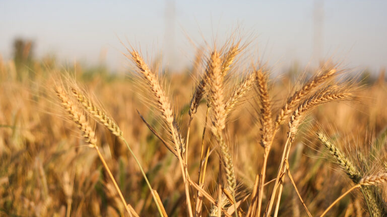World’s largest wheat importer Egypt achieves 62% self-sufficiency: minister
