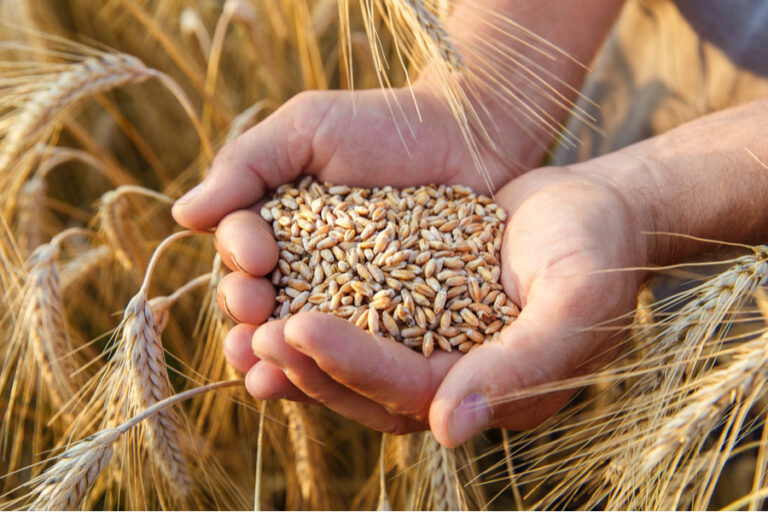 Wheat firms on Russian export curbs, US drought