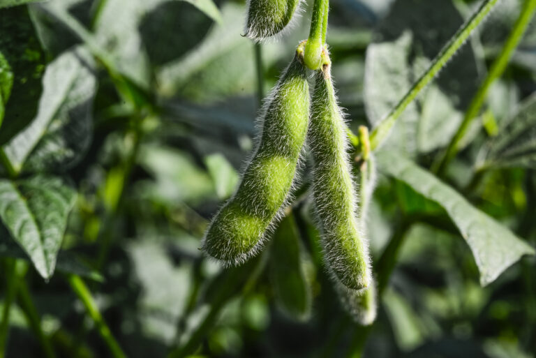 Supply worries push up crops prices, soybeans reach a two-week high