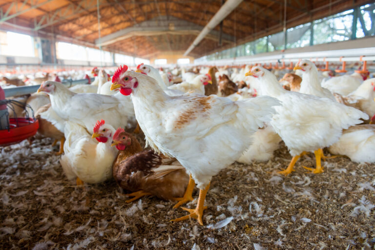 Saudi Food and Drug Authority lifts temporary ban on poultry meat and egg imports from Denmark