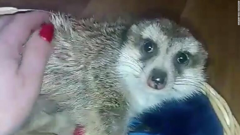 Civilians — plus two anxious meerkats — endure searches and shelling as they flee Russia-occupied Kherson