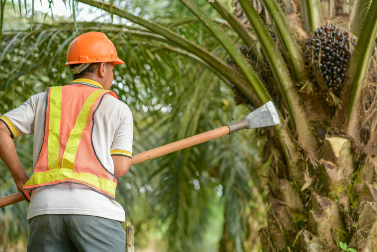 Indonesia’s palm oil export ban does not threaten EU supply: producers