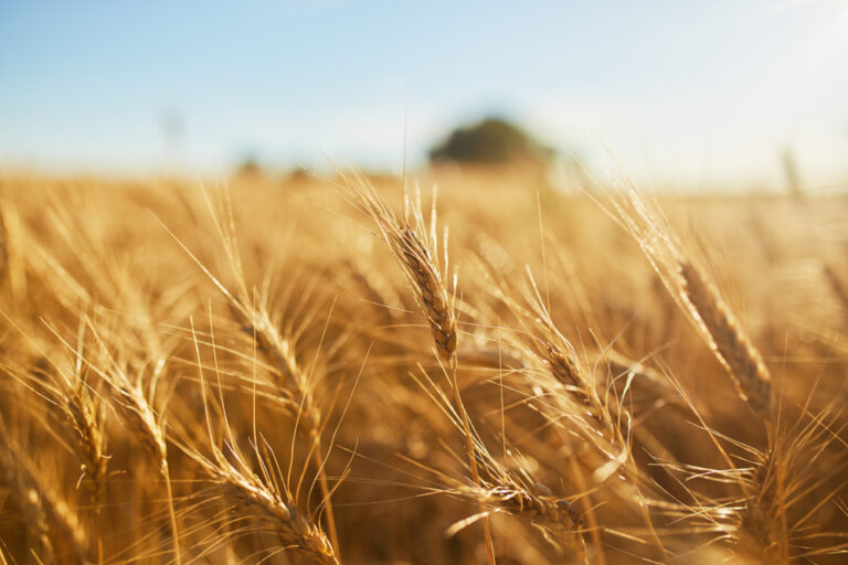 Commodities Update — Gold flat; Wheat extends gain; Copper buoyed by easing China curbs