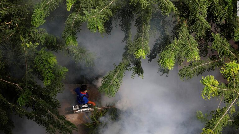 ‘Explosive outbreaks’: What Singapore’s dengue emergency means for the world