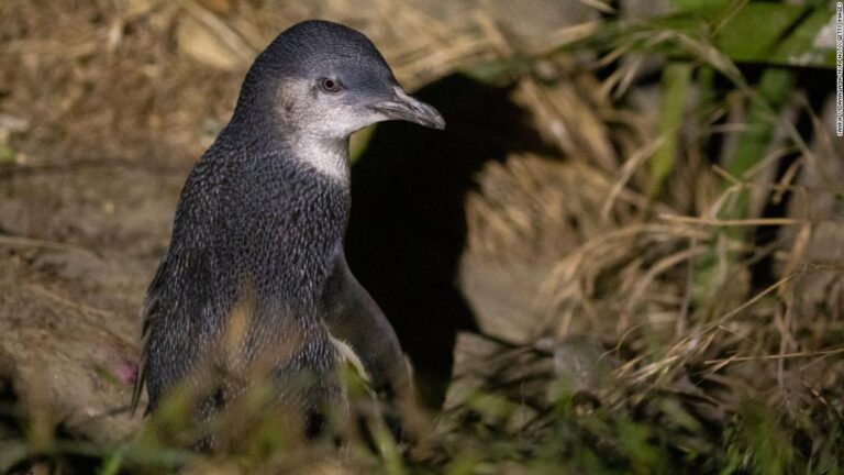 Why experts believe dead little blue penguins keep washing ashore in New Zealand