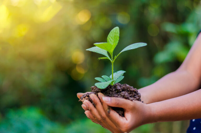 New global fund invests in nature to shore up climate change fight