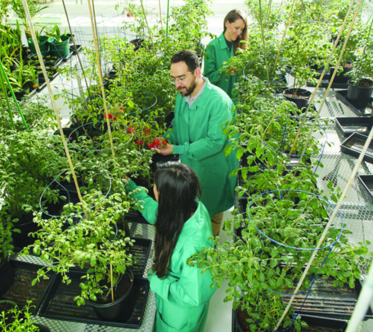 Red Sea Farms cuts a wide swath of desert farming across Saudi Arabia