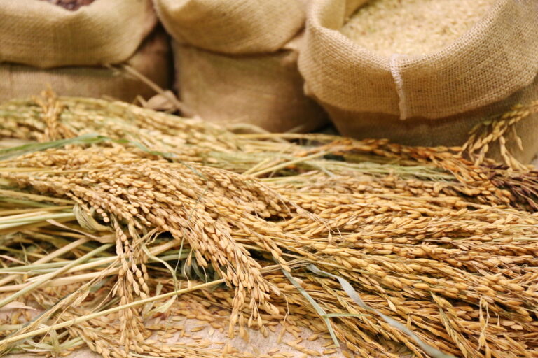 Saudi Grains Organization awards SALIC contract to supply 240k tons of wheat