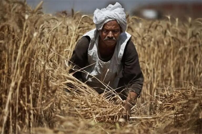 Egypt In-Focus: Egypt to buy 815,000 tons of wheat; power interconnection project with KSA underway