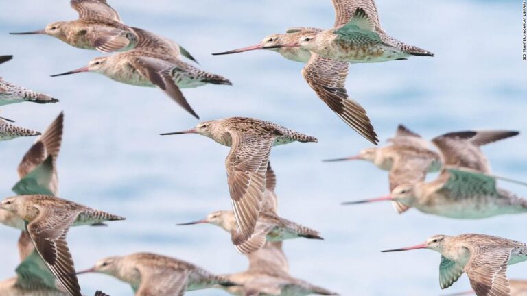 $3 billion plan to protect the world’s most threatened flight path