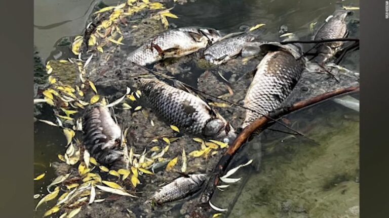 The environmental cost of the Russia-Ukraine conflict