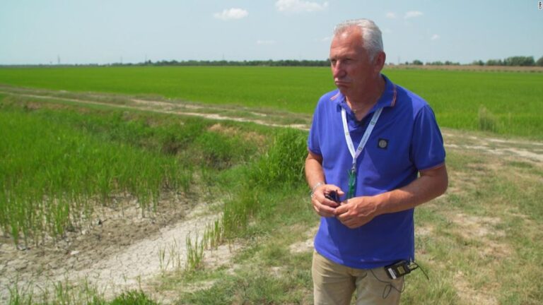 Italian authorities: ‘70% of crops are gone’ in Po River Delta