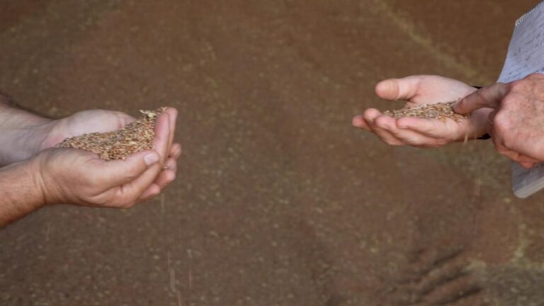 Ukrainian farmers make bleak prediction despite surplus of grain