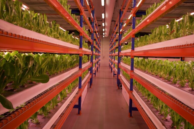 ‘World’s largest’ vertical farm officially opens in Dubai