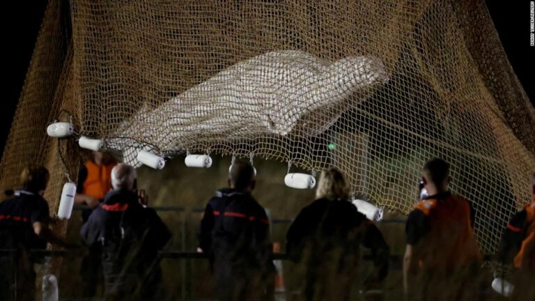 Beluga whale that was in France’s Seine River has died, local authority says