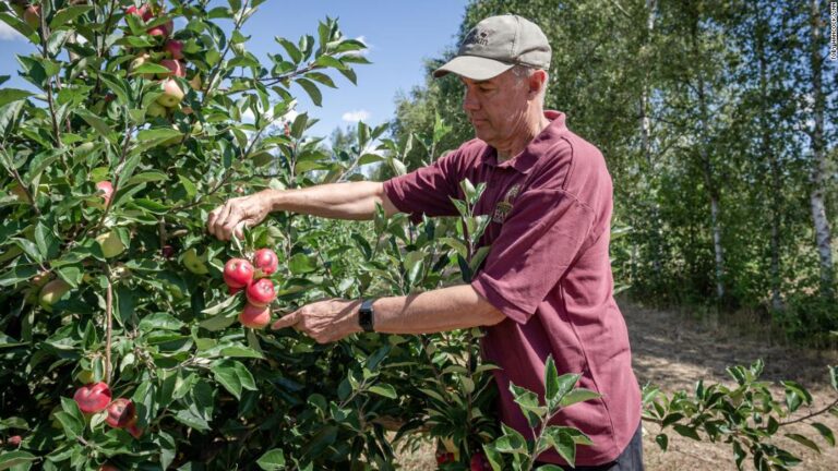 Apples are baking on branches and hosepipe bans hit millions as England falls into drought