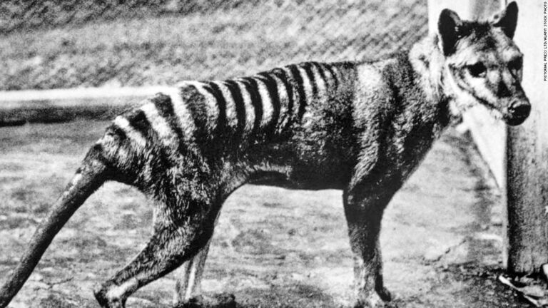 Scientists plan the resurrection of an animal that’s been extinct since 1936