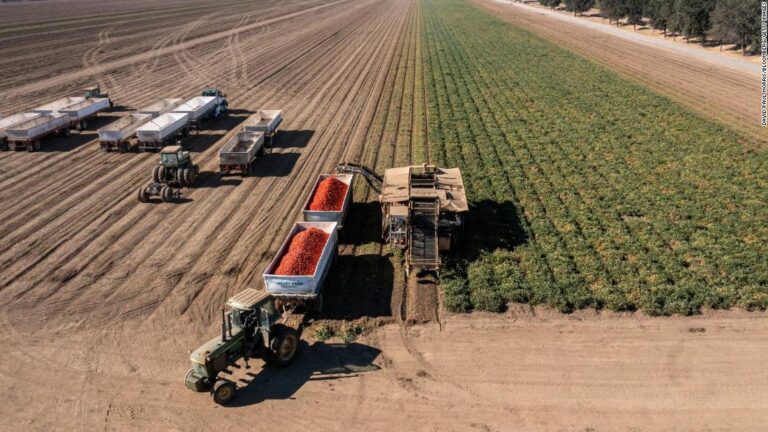 Severe drought takes a staggering toll as US farmers kill their crops