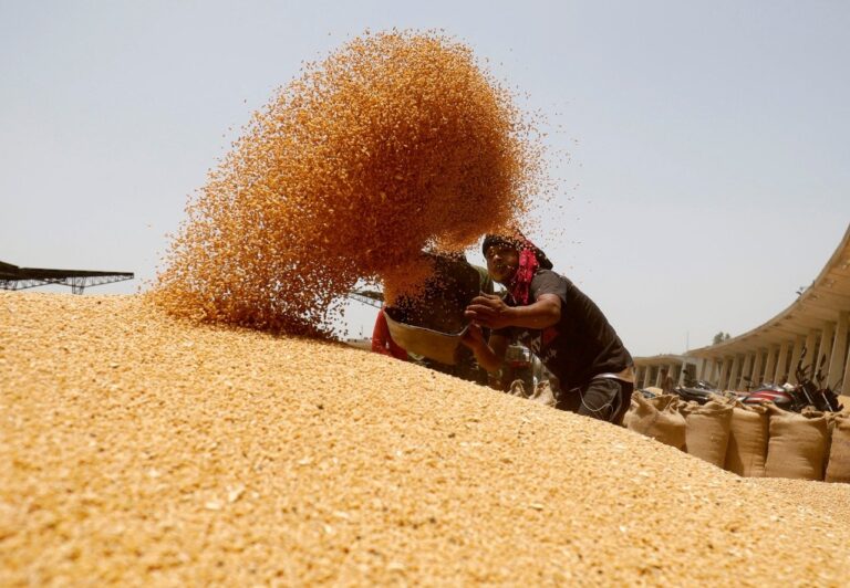 India may scrap wheat import duty to cool domestic prices, say sources