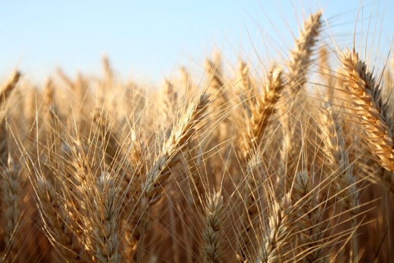 Saudi agricultural fund signs $40m deal to finance import of 130K tons of barley