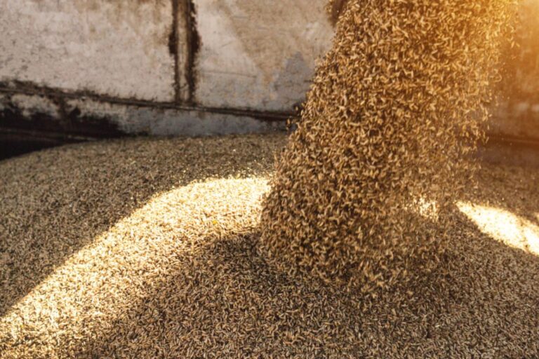 SAGO buys over 34K tons of wheat worth $16m from local farmers