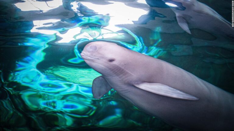 China lost its Yangtze River dolphin. Climate change is coming for other species next