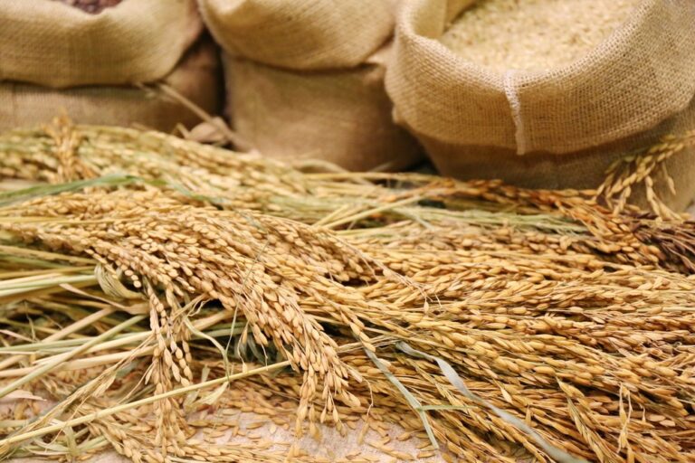SAGO buys 21k tons of wheat for $10m from local farmers