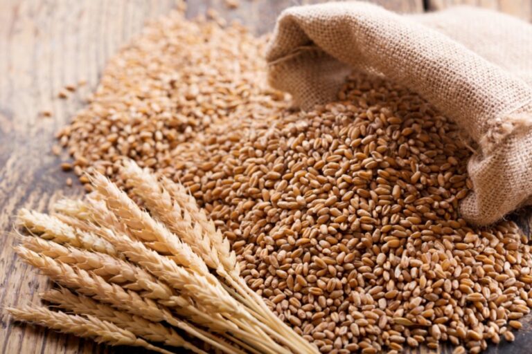 SAGO buys 5k tons of wheat for $2.3m from local farmers